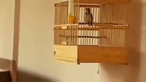 Овсянка ремез, Emberiza rustica