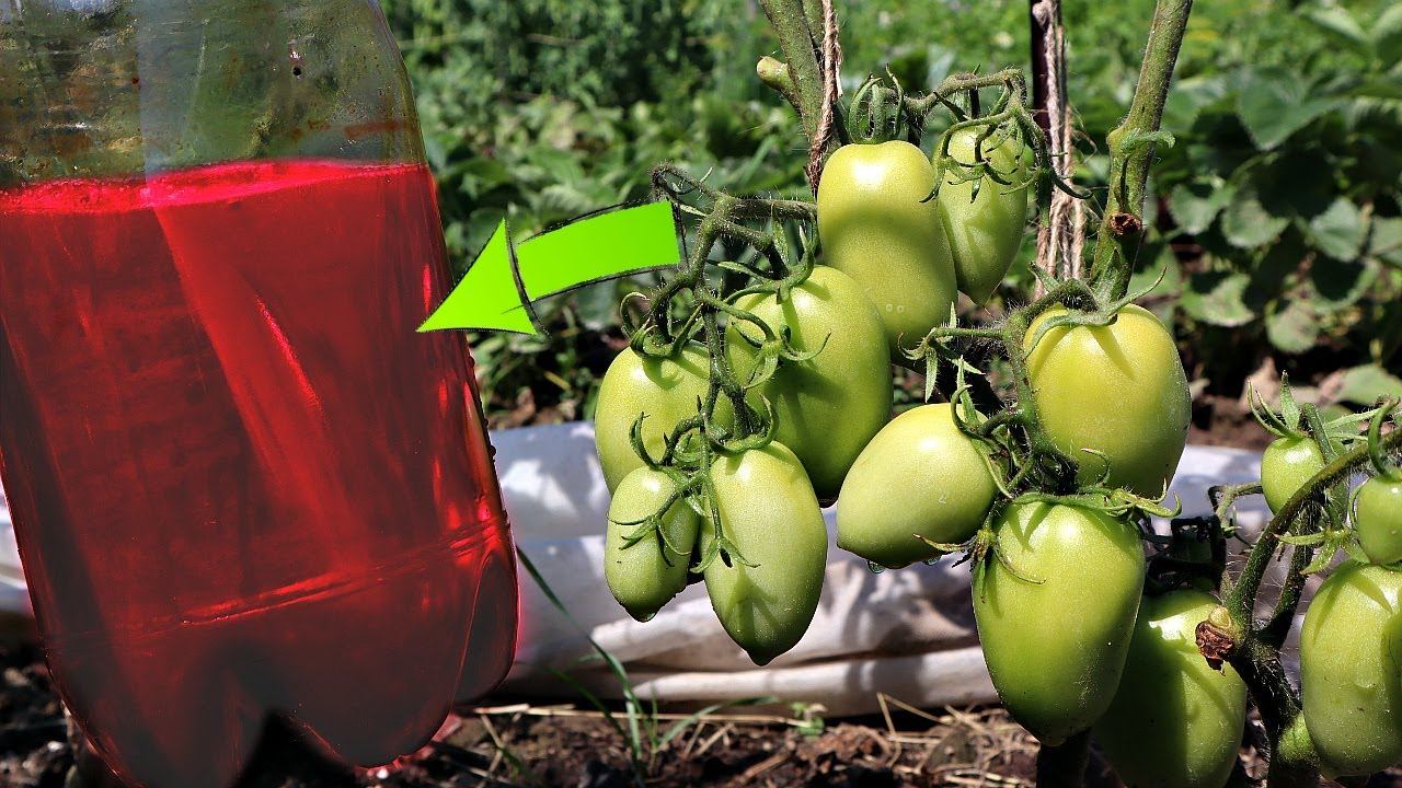 Новое средство от фитофторы на томатах! Грибок погибает в мгновение ока! Консенто от фитофторы! смотреть онлайн