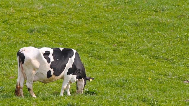 CUTE ANIMALS Indian Cows Zebu Puzzle смотреть онлайн