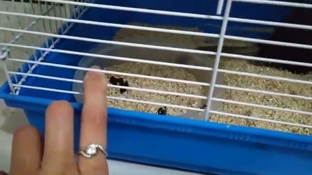 Что должно быть в клетке у крыс смотреть онлайн