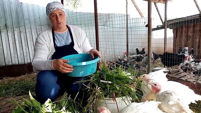 Зачем моим индюшатам СПАГЕТТИ. Как я кормлю индюков , мой рацион питания. смотреть онлайн