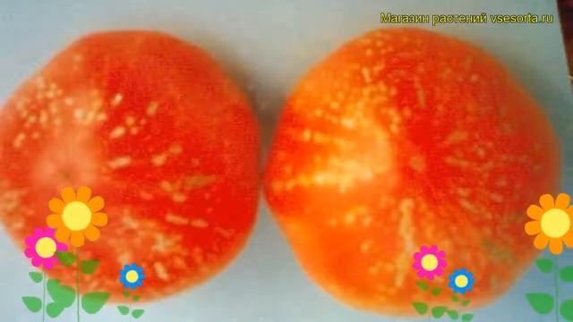 Томат обыкновенный Фейерверк. Краткий обзор, описание характеристик Feierverk смотреть онлайн