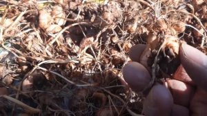 Монтбреция-Крокосмия!!Подготовка луковиц к посадке!