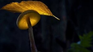 Светящиеся грибы