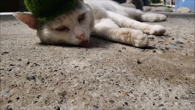 Чуга и Молли поздравляют с Новым Годом