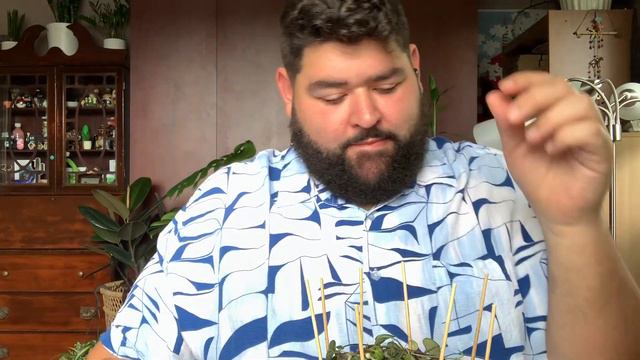 Etsy Unboxing #2 (Chain of Hearts & Scindapsus Pictus Exotica) смотреть онлайн