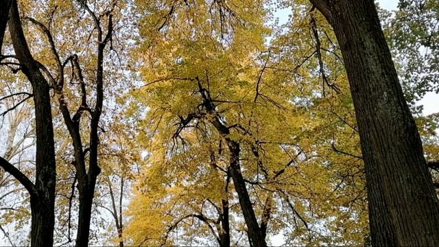 Золотая осень. Фото сюжеты природа в сентябре. 2020г. Съёмка на телефон Honor 9c. смотреть онлайн