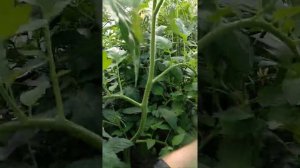 Обогреватели для теплицы