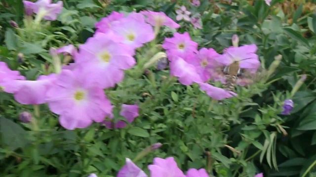 Колибри средней полосы - бабочка бражник смотреть онлайн