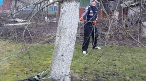 Корчевание пней лебедкой 3т