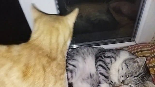 А у нас всё замурчательно!? смотреть онлайн