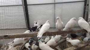 Как надо спаривать бойных голубей ? 1 часть