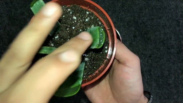 How to Grow Aloe Vera From Leaf смотреть онлайн