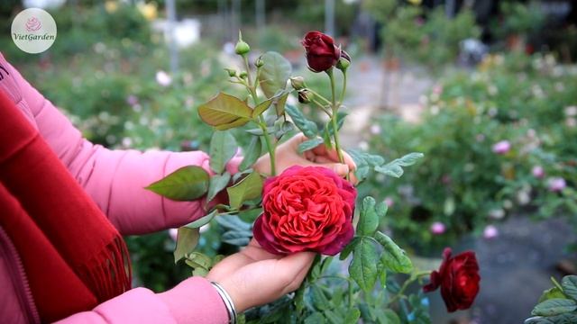 Hoa hồng ngoại Astrid Grafin von Hardenberg rose - Hoa chơi tết 2019 смотреть онлайн