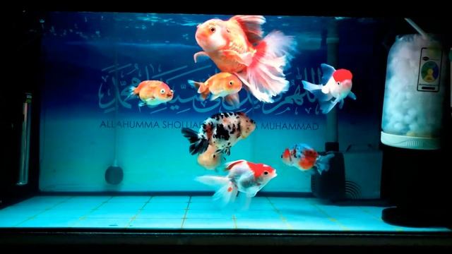 My Goldfish collection ? смотреть онлайн