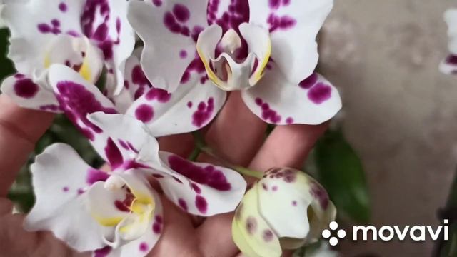 Домашнее цветение бабочки ???Бабл бери?♀️ смотреть онлайн