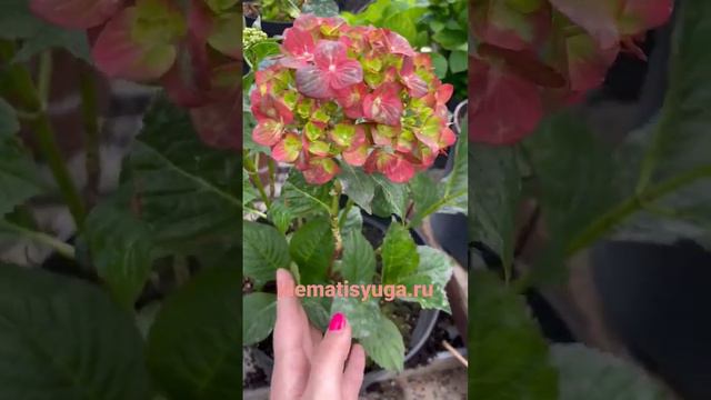 Цветение гортензии Шоколад смотреть онлайн