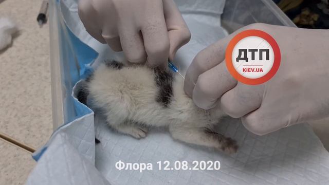Котенок Флора через 40 мин после вызова в критическом состоянии доставлен в Рыжий кот, температура смотреть онлайн