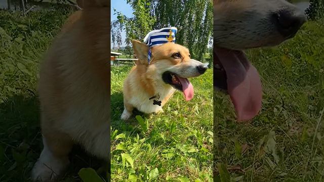 Корги Бильбо