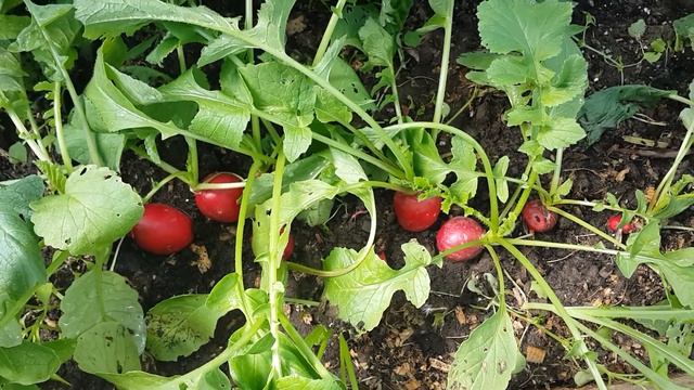 Редис. СелестаF1. Обзор сорта редиса. смотреть онлайн