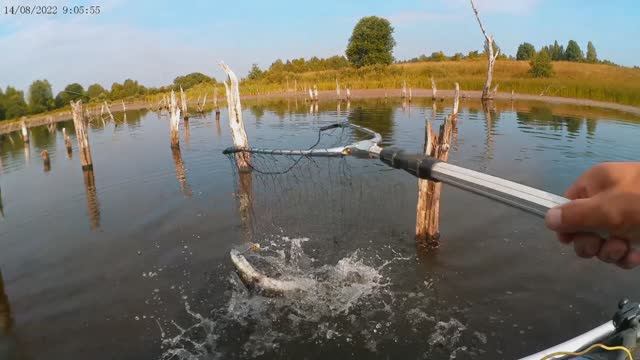Проверил своё заветное "болотце"! Рыбалка 14.08.2022г.
