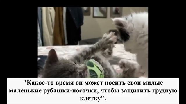 Подобрали на улице безнадежного котенка. Теперь малыш носит милый носочек, чтобы «защитить» себя смотреть онлайн