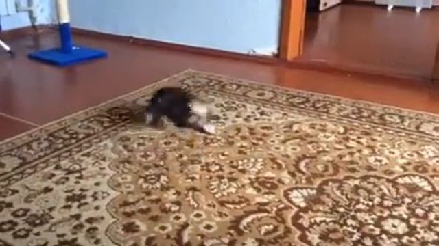 Мини йорк игра смотреть онлайн