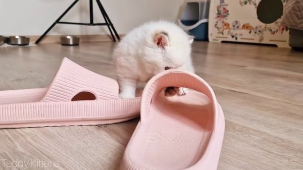 Let's Play With Slippers! Pikachu,Teddy and Picasso are having fun.