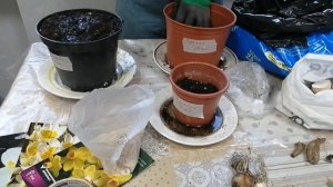 Посадка мускарей, сциллы и подснежники в горшки для весеннего цветения на балконе