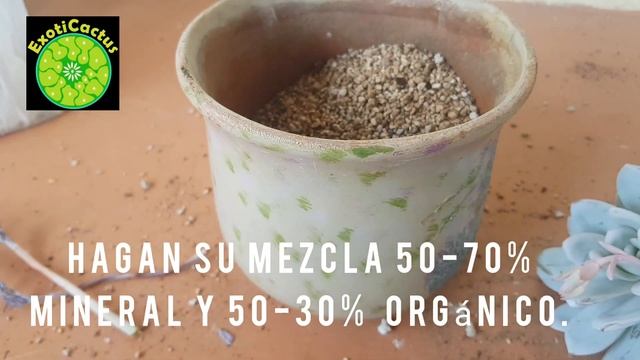 Trasplantemos Echeveria laui. смотреть онлайн