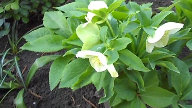 ЦВЕТЫ МОРОЗНИК ИЛИ ГЕЛЛЕБОРУС