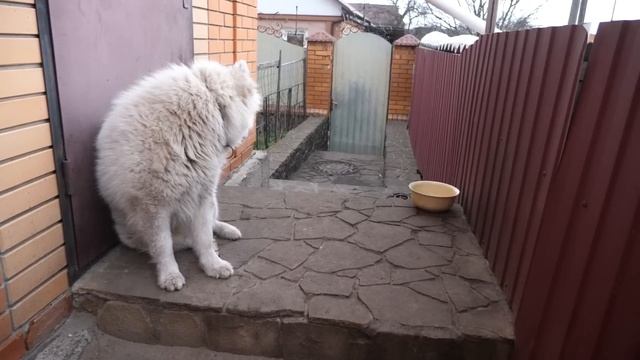 VLOG Чтобы спасти Батона нужен срочно хозяин дома смотреть онлайн