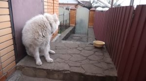 VLOG Чтобы спасти Батона нужен срочно хозяин дома