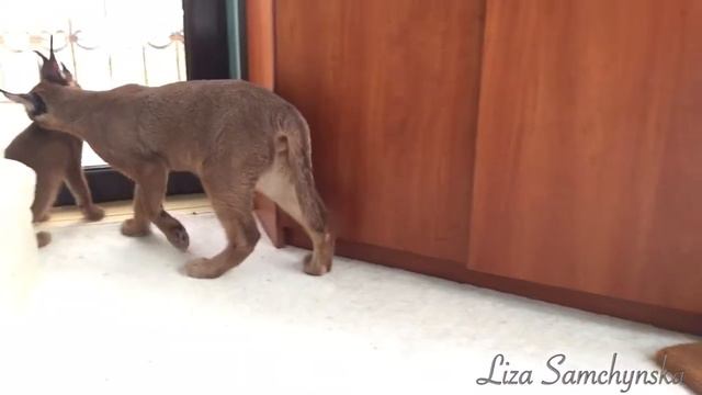 Каракал Бекки и Скиф - пошли посмотрим... смотреть онлайн