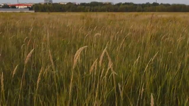 Прогулка в поля и охота на тряпку смотреть онлайн