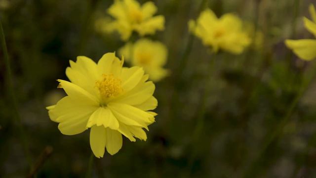 Священномученик Климент Римский. Два окружных послания о девстве. смотреть онлайн