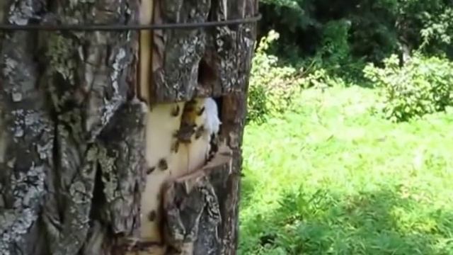 Дуплянка!!! смотреть онлайн