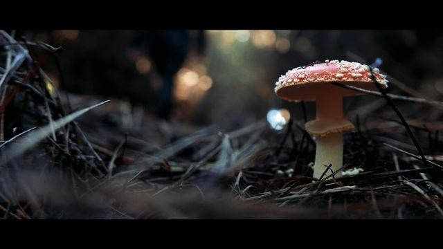 Panasonic LX100 - CInematic Test Video