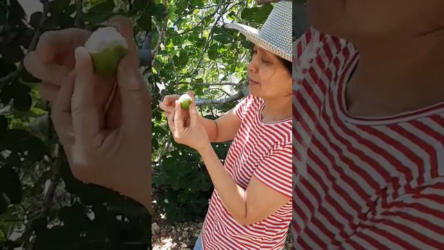 Amazing fig season#best #healthyfruit #fruit #healthy #nature #satisfying #naturelovers #yummy смотреть онлайн
