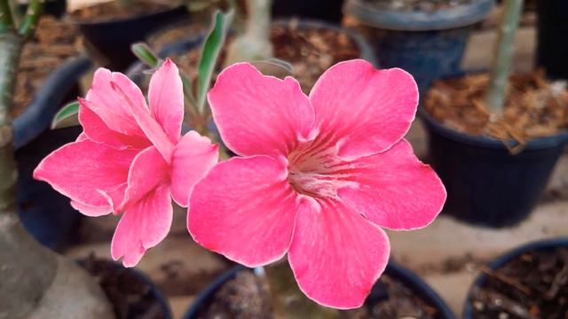 Rosa do Deserto (Adenium obesum) ID: JULIET смотреть онлайн