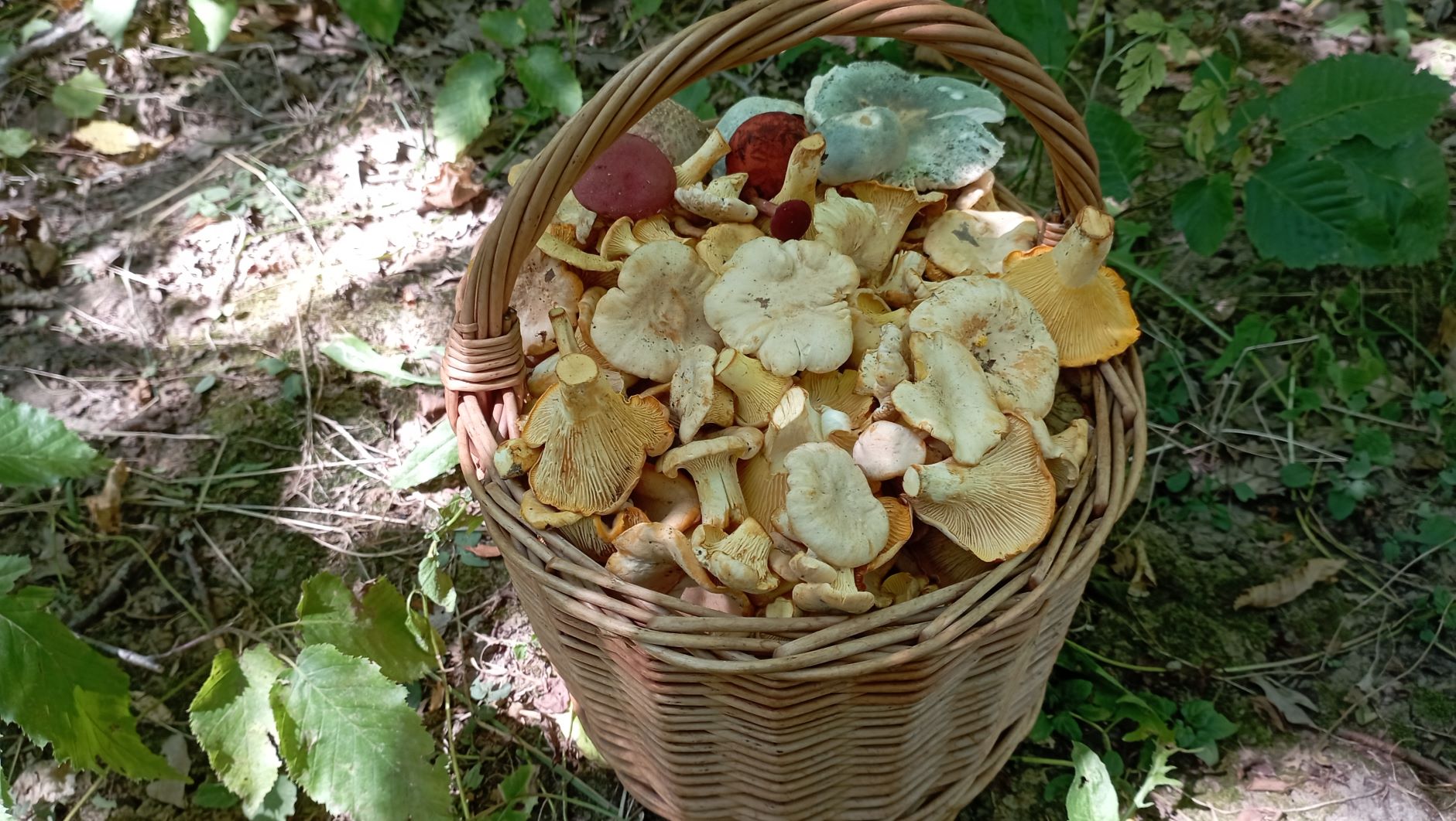 По ГРИБЫ 31 июля 2022 года. смотреть онлайн