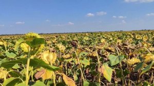 Подсолнечник Кречет?(Щелково Агрохим) 28.08.2023