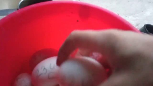 Тук тук Кто в домике живёт? Утка меня чуть не съела и Долгожданное насиживание смотреть онлайн