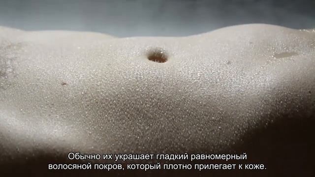 Пять пород кошек, которые почти не линяют смотреть онлайн