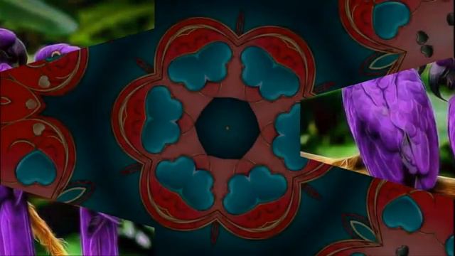 Lidija Bačić   Kaktus