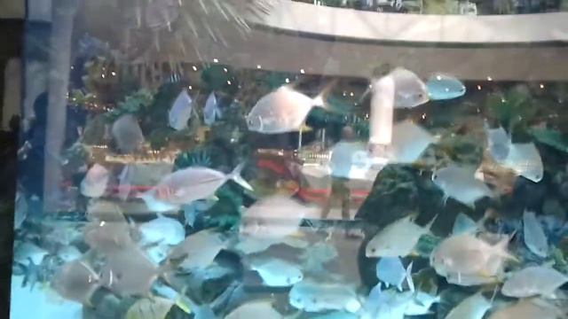 Киев. Ocean Plaza аквариум. смотреть онлайн