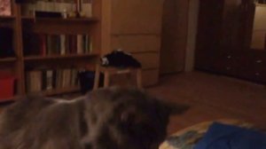 Мейн кун мяукает