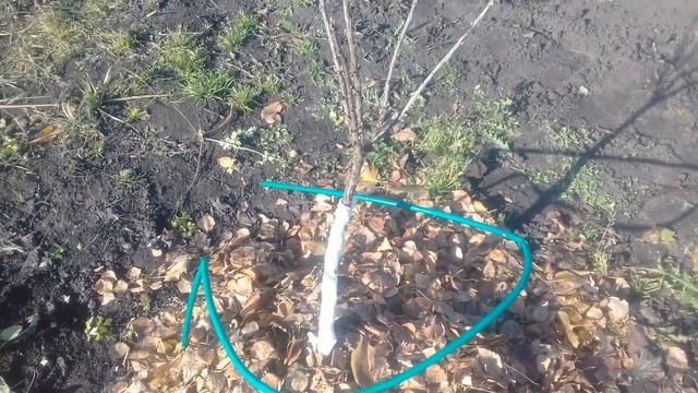 Формирование КРАСНОЙ СМОРОДИНЫ ДЕРЕВОМ. 04.11.2018г. смотреть онлайн