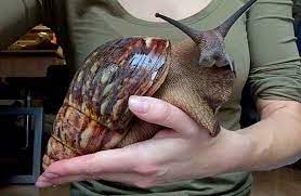 Гигантская африканская сухопутная улитка рода Ахатина в домашних условиях