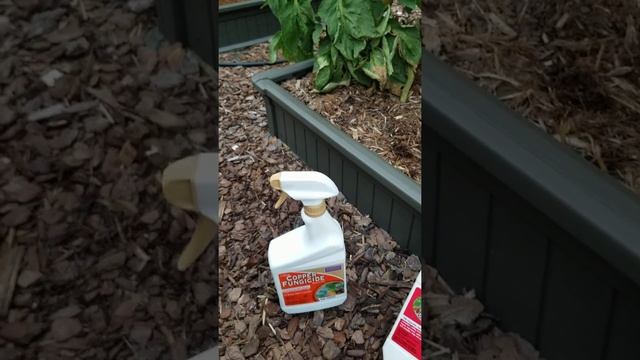 Как избавиться от жуков, гусениц и фитофторы на помидорах. смотреть онлайн